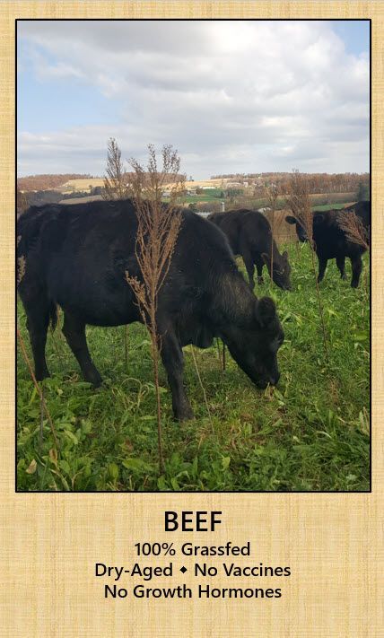 A picture of a herd of cows grazing in a field.