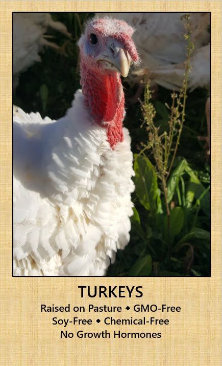 A picture of a turkey with the words turkeys raised on pasture gmo free soy free chemical free no growth hormones