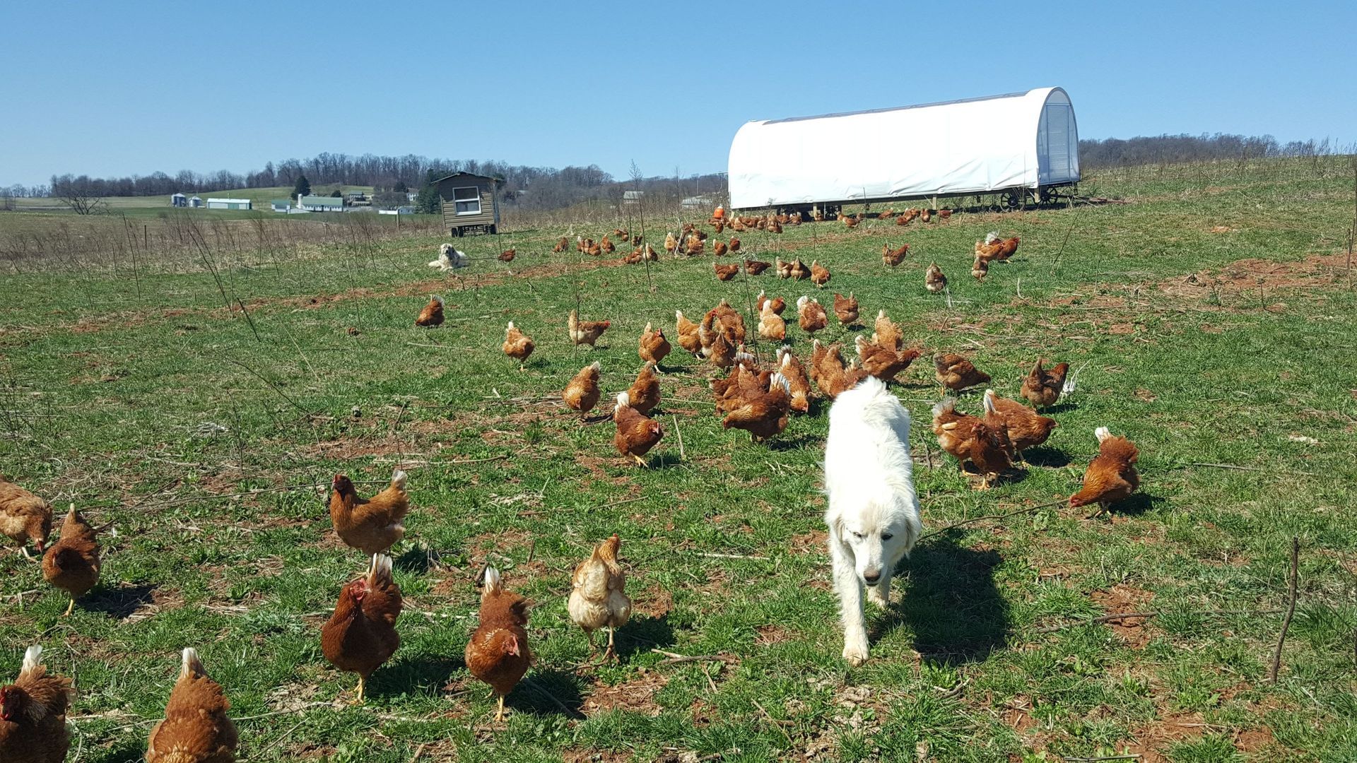 A dog is walking through a field of chickens.
