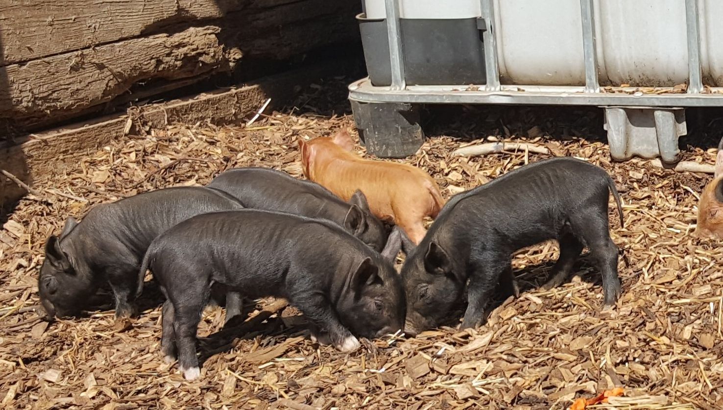 piglets