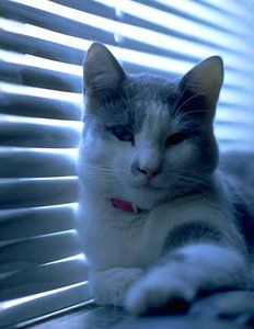 Cat by a Window