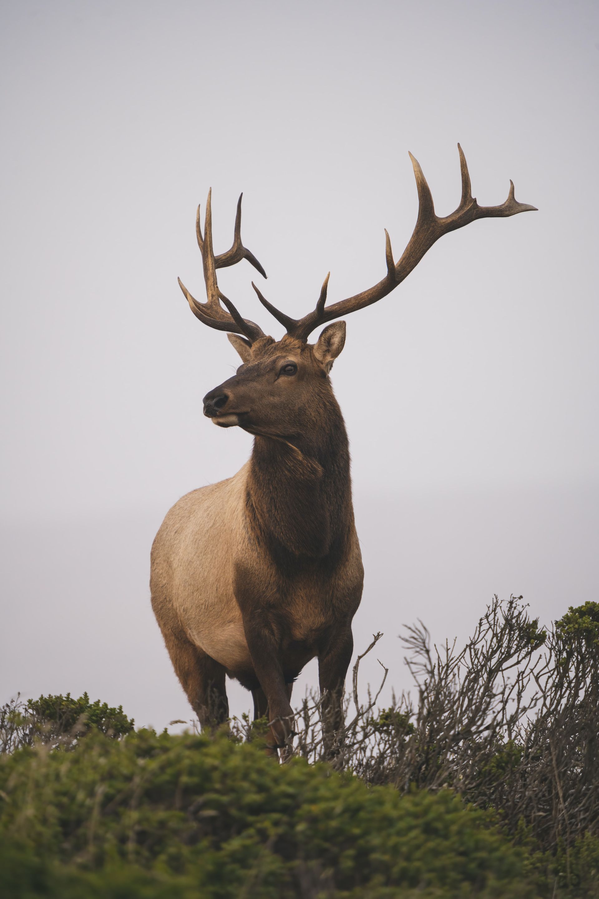 A deer with antlers is standing on top of a hill.