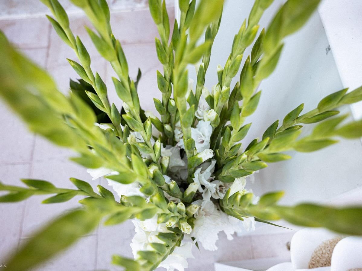 vendita fiori e piante