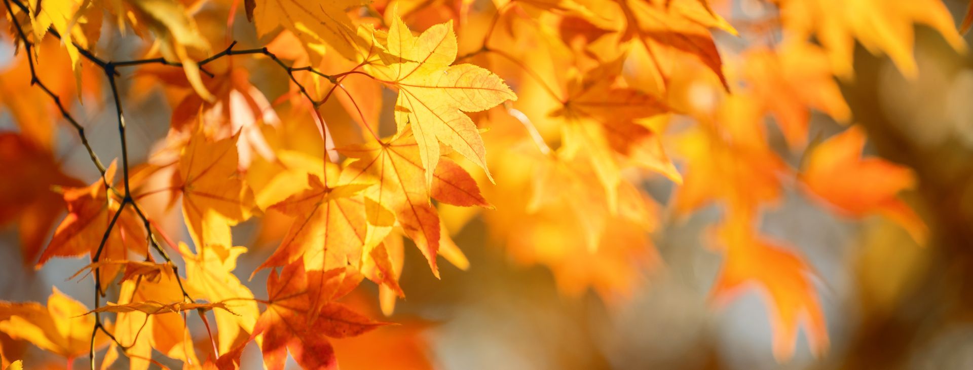 A close up of autumn leaves on a tree branch