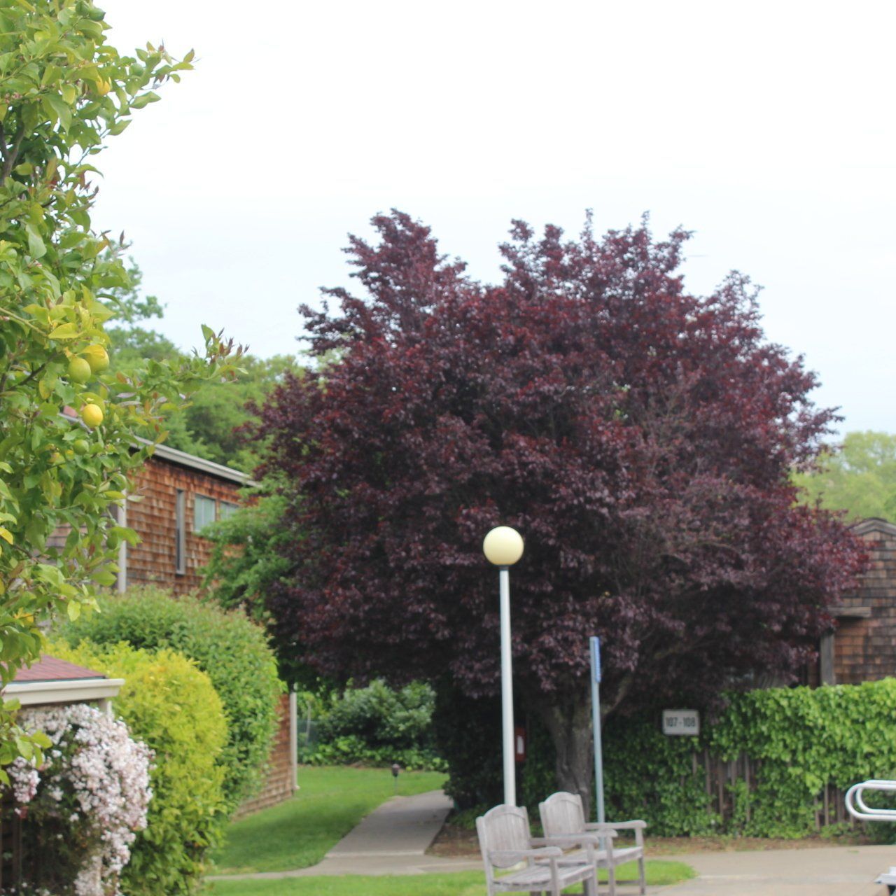 A tree with purple leaves is in the middle of a park.