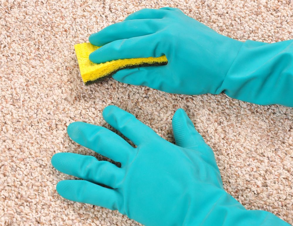 Cleaning Carpet With Sponge and Gloves — Cleaners in Tamworth, NSW