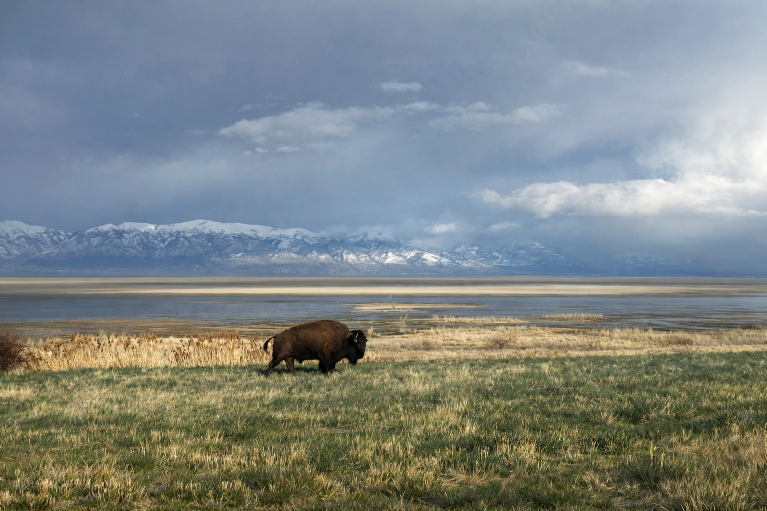 Bison grazing in a grassy field, with water, snow-capped mountains, and a cloudy sky in the background.