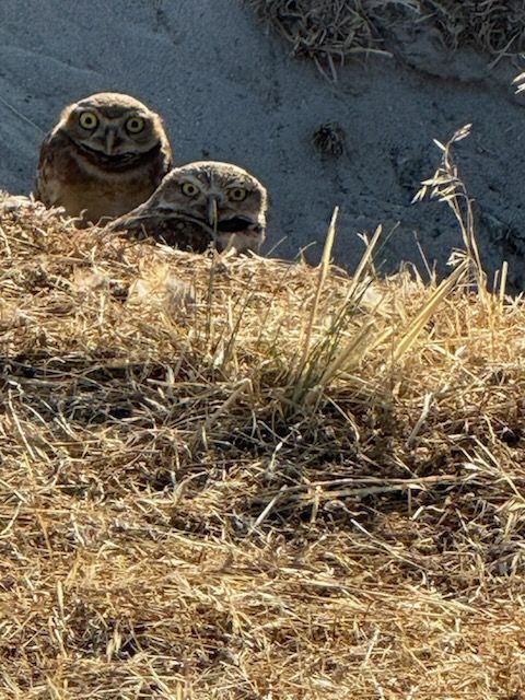 Two burrowing owls with piercing eyes peer from a grassy mound.