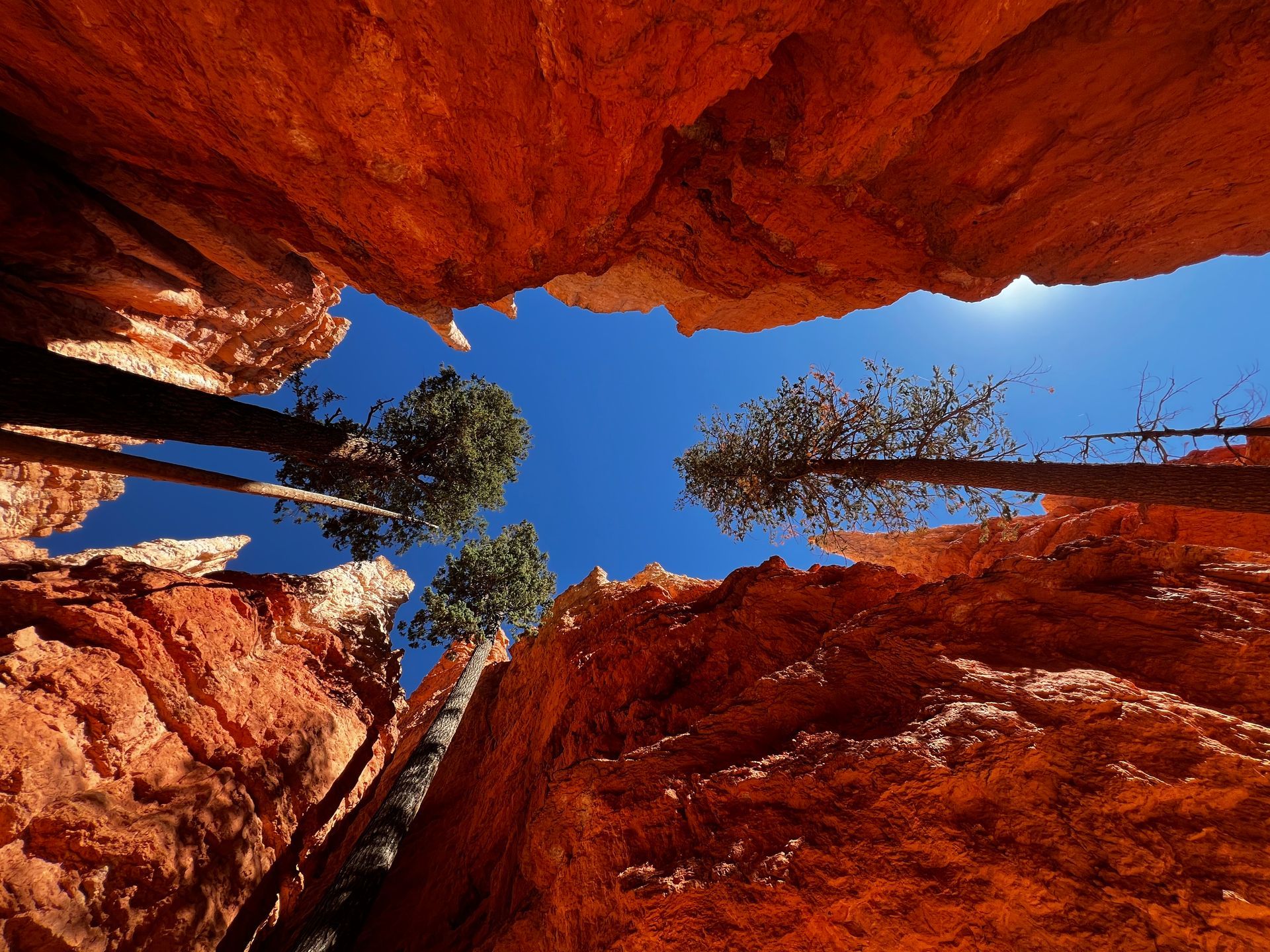Looking up from a red rock canyon towards a blue sky with pine trees.