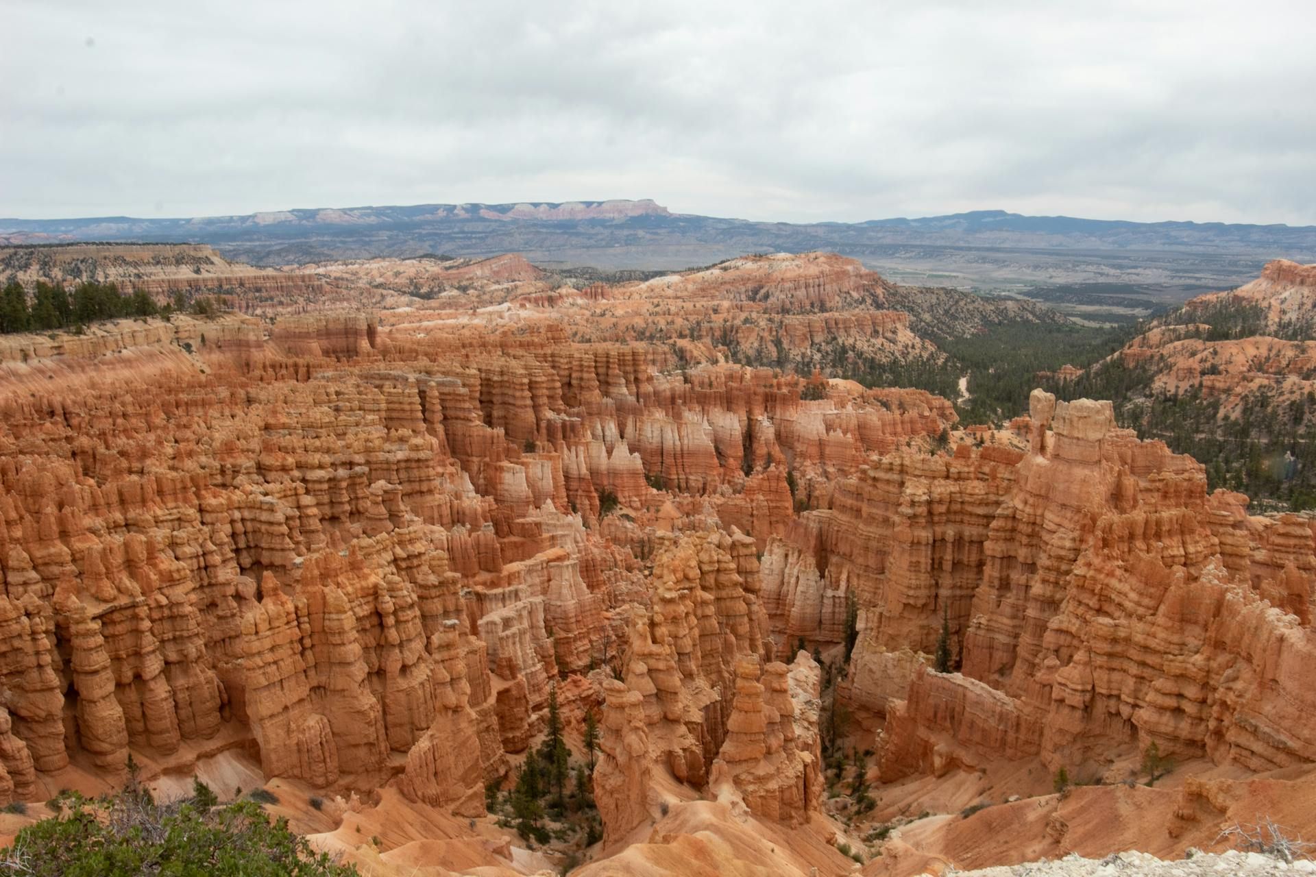 Eroded orange rock formations fill a canyon under an overcast sky; Bryce Canyon National Park, Utah.