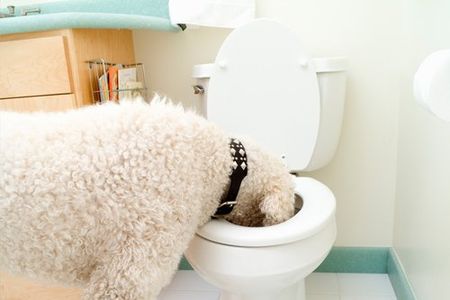 Dog's Bad Habit in Toilet — Meridian, MS — Roto-Rooter Plumbers