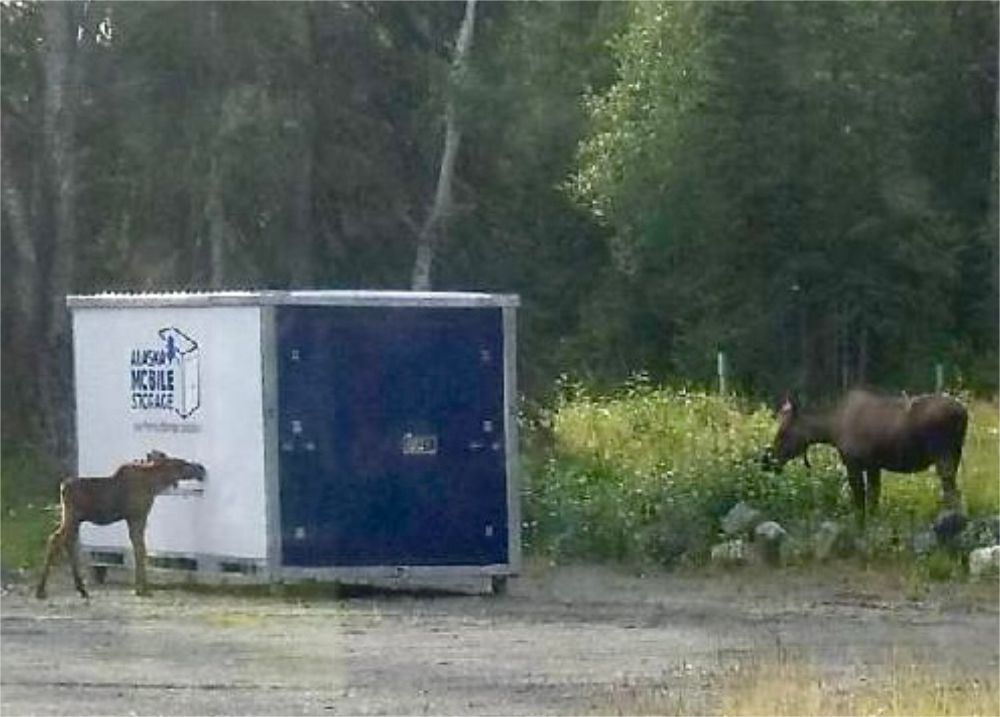 A moose standing next to a blue and white trailer that says arctic circle tours