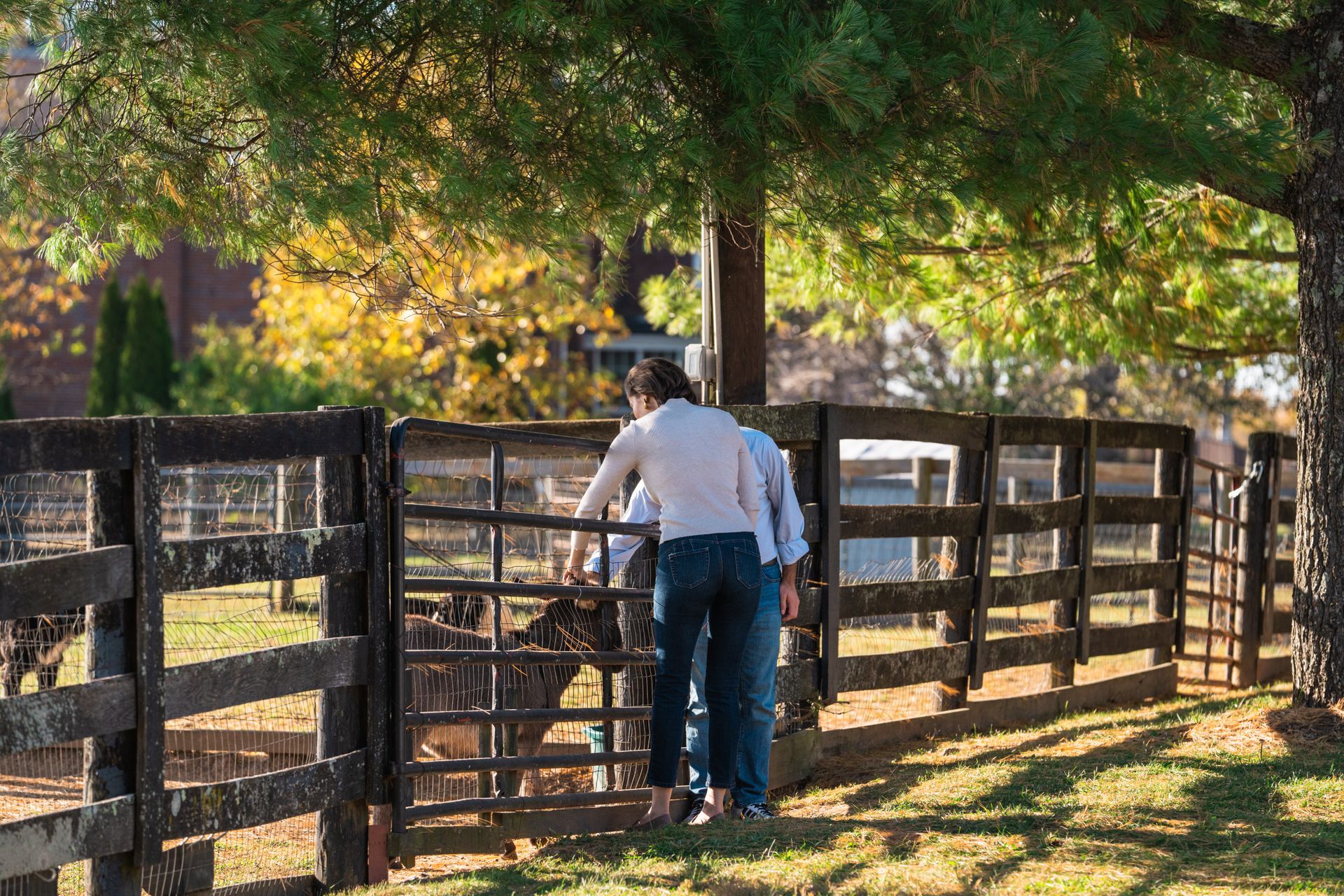 Two people standing near a wooden fence, looking at something in a pen, under trees. Sunny day.