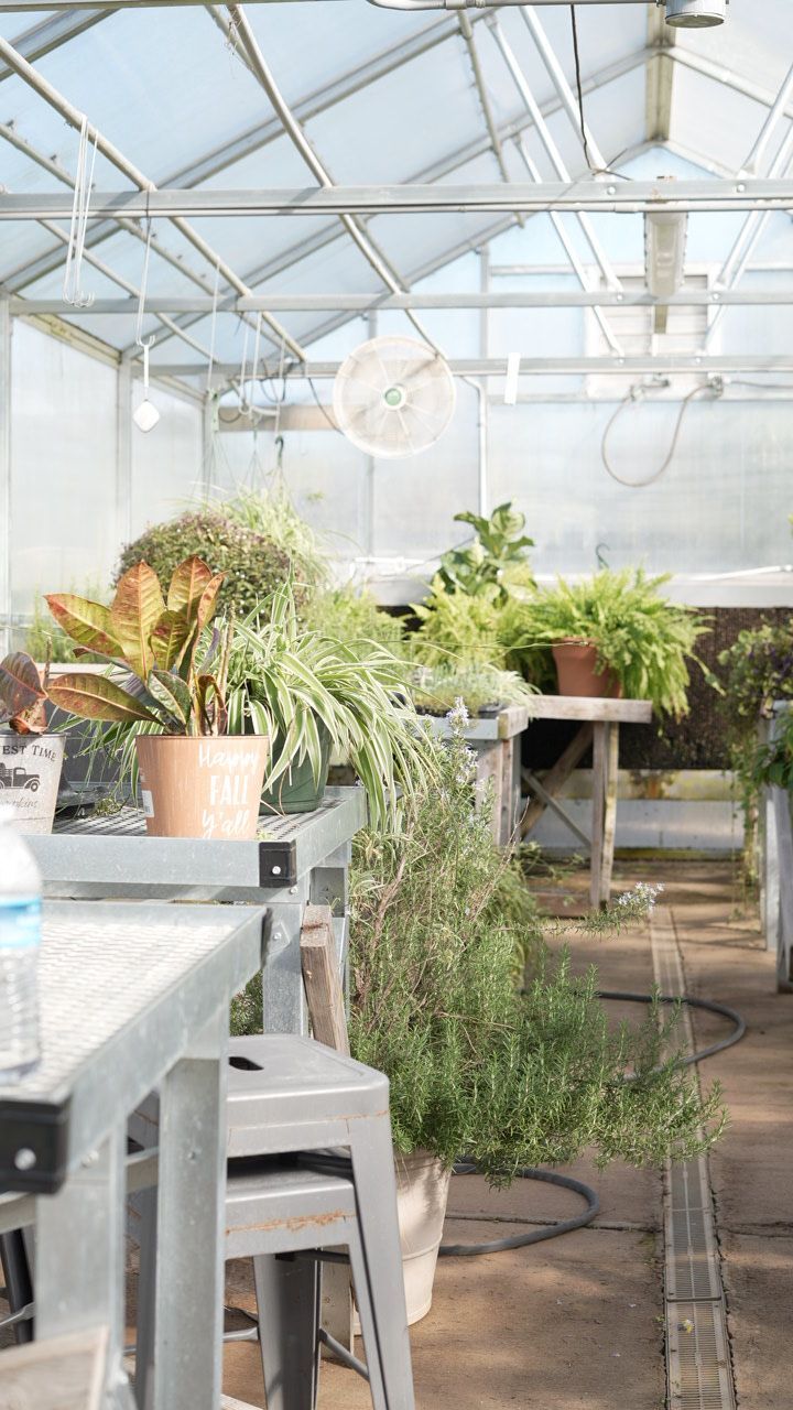 Greenhouse interior filled with plants. Plants sit on tables beneath a glass roof.