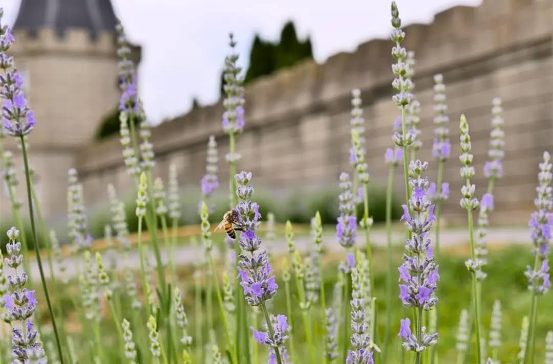 Bee pollinating lavender flowers in front of a stone wall and tower.