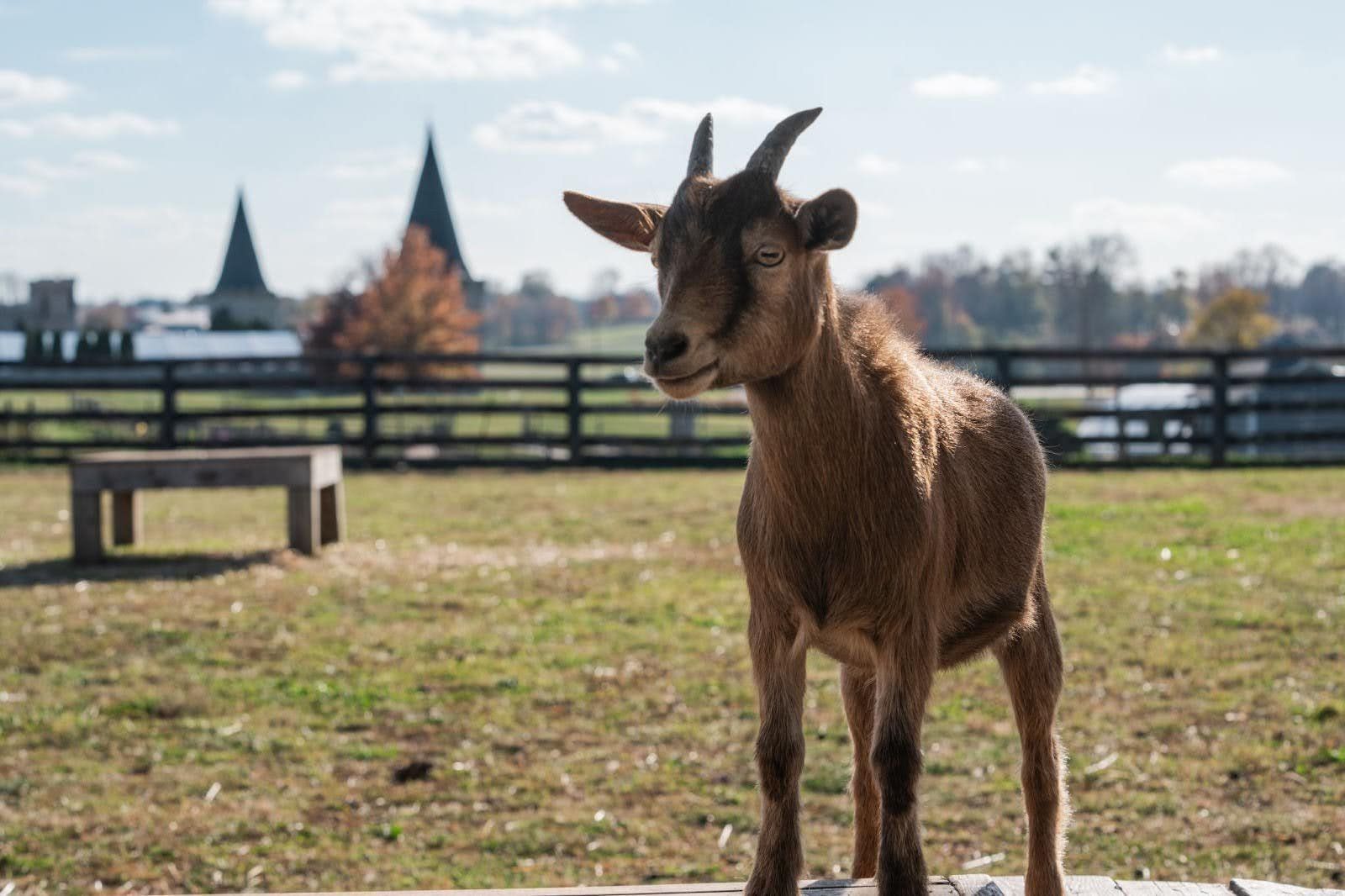 Brown goat standing on grass with a wooden fence and buildings in the background on a sunny day.