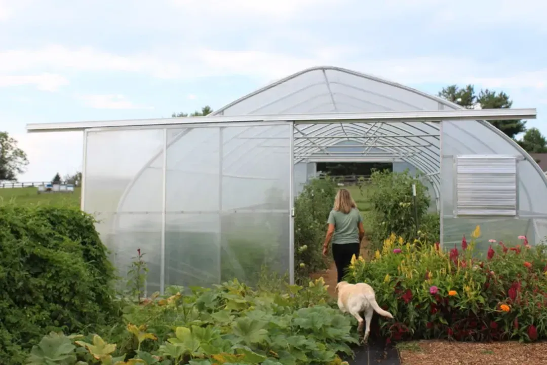 Woman and dog entering a greenhouse full of plants, sunny outdoor garden scene.
