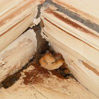 Dry rot fungus fruiting body Dry rot fungus fruiting body