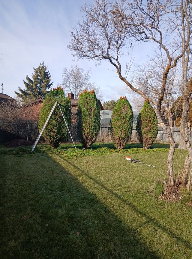 Sunny backyard with trimmed evergreen shrubs, leafless trees, and long shadows on green grass.