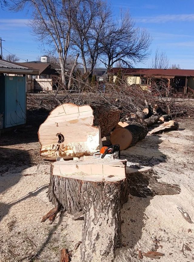 Freshly cut tree stump with a chainsaw resting on it in a yard, with cut logs and a leafless tree nearby