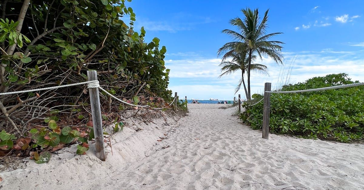 There is a path leading to the beach with palm trees.