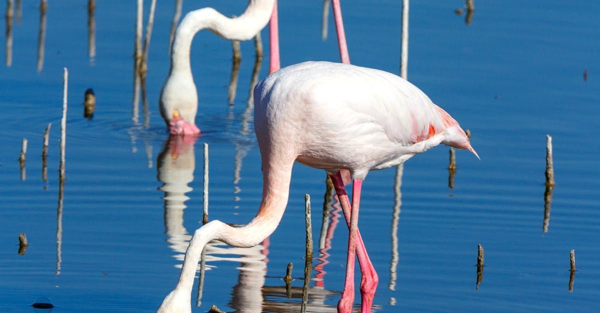 Two flamingos are standing in the water and looking at each other.