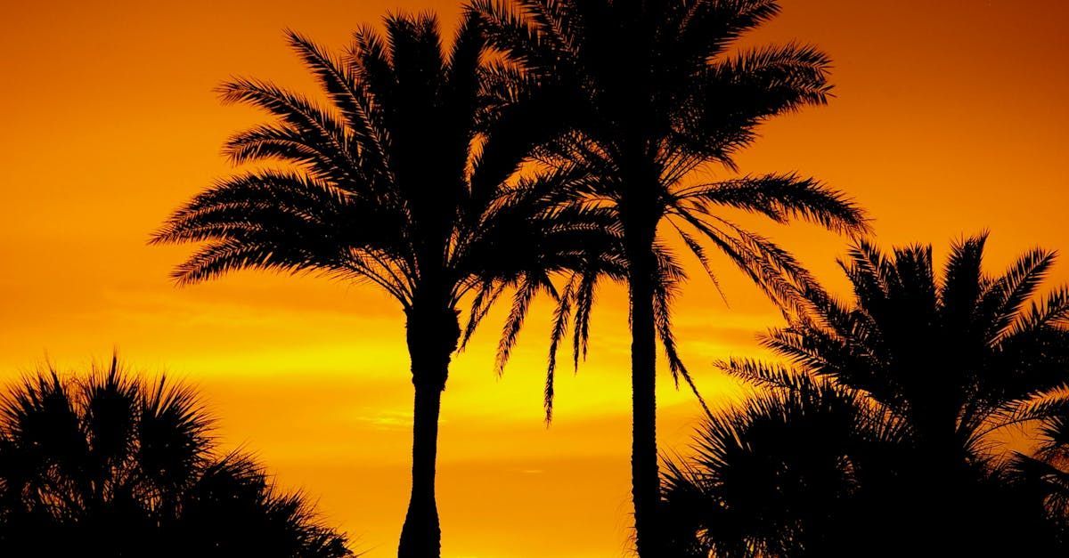Three palm trees are silhouetted against a sunset sky.