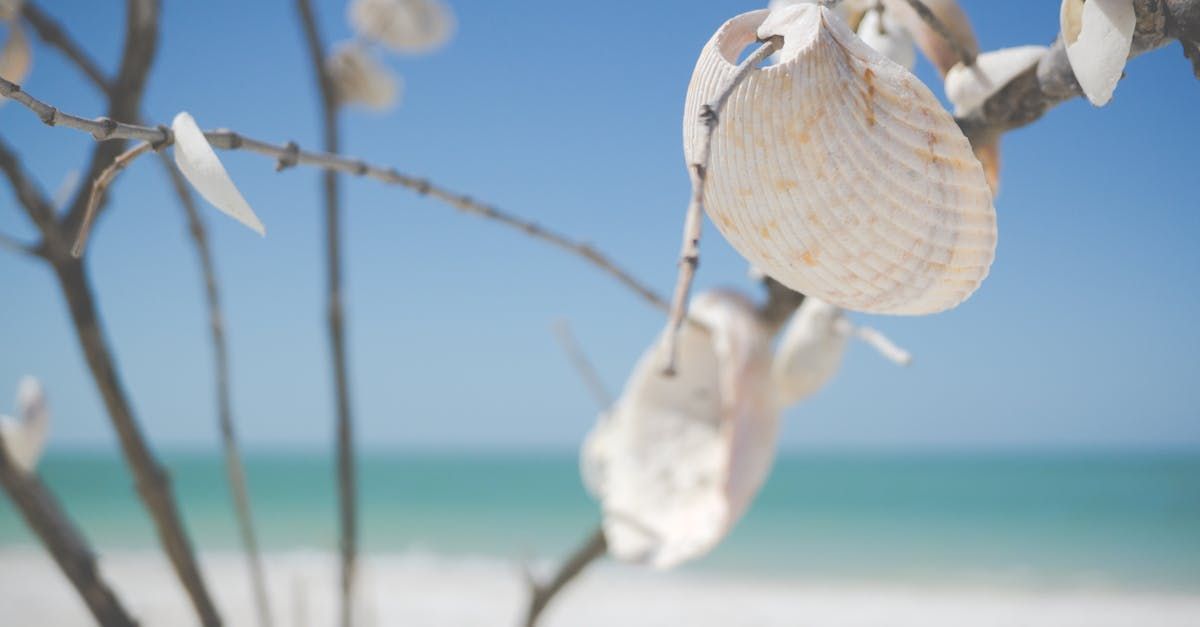 A bunch of sea shells hanging from a tree branch on a beach.