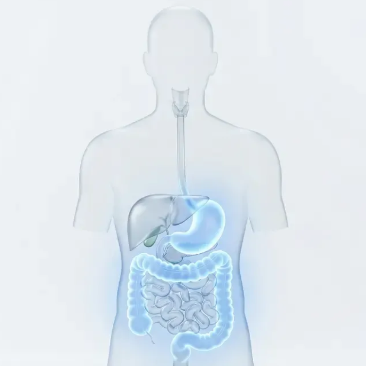 A semi-transparent human torso showing highlighted digestive organs, including the stomach and large intestine.