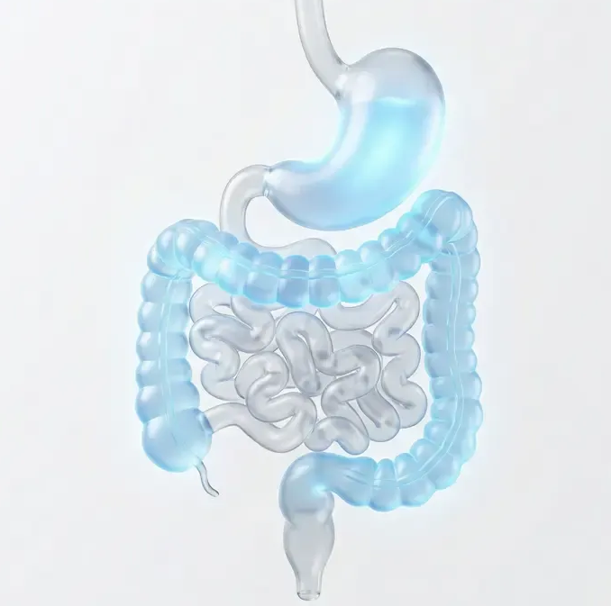 A stylized, 3D anatomical illustration showing the human stomach and intestines in blue and translucent gray.
