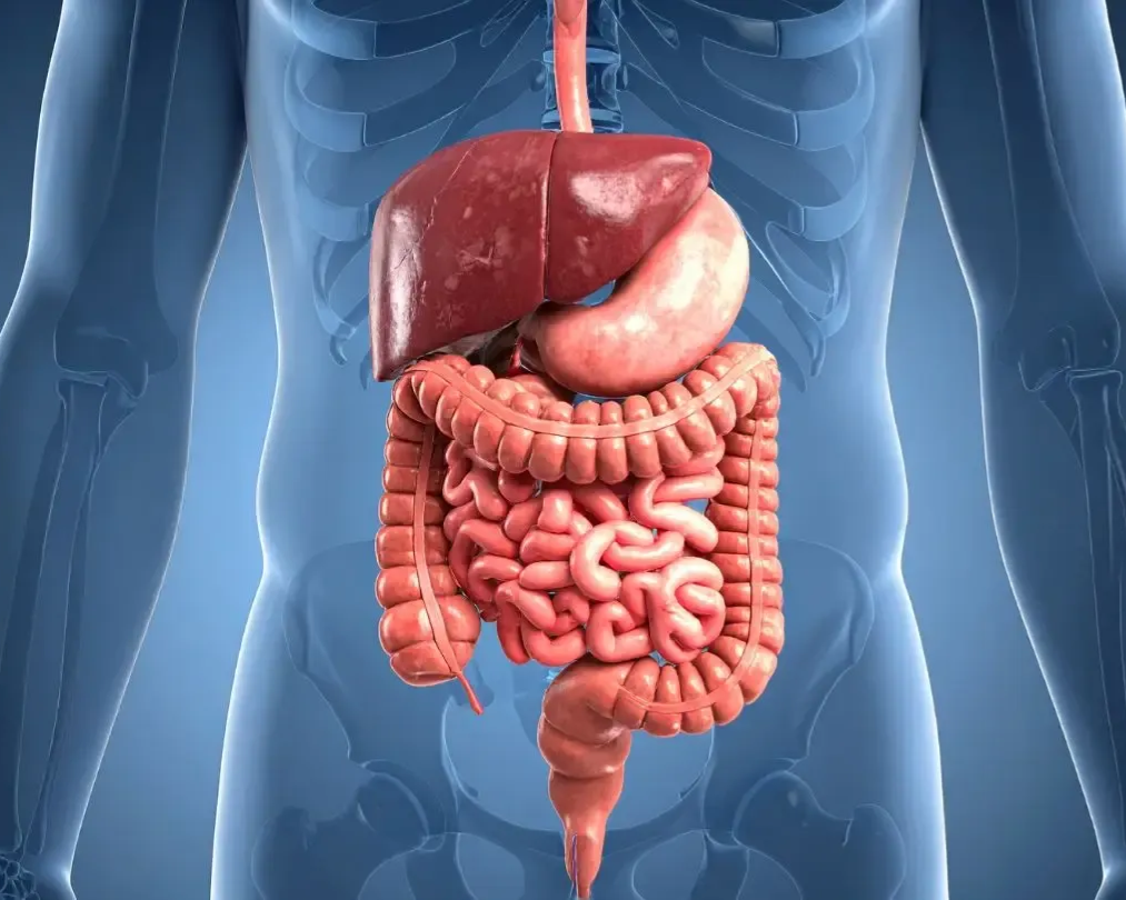 Anatomical illustration of human digestive system: stomach, intestines, and liver.