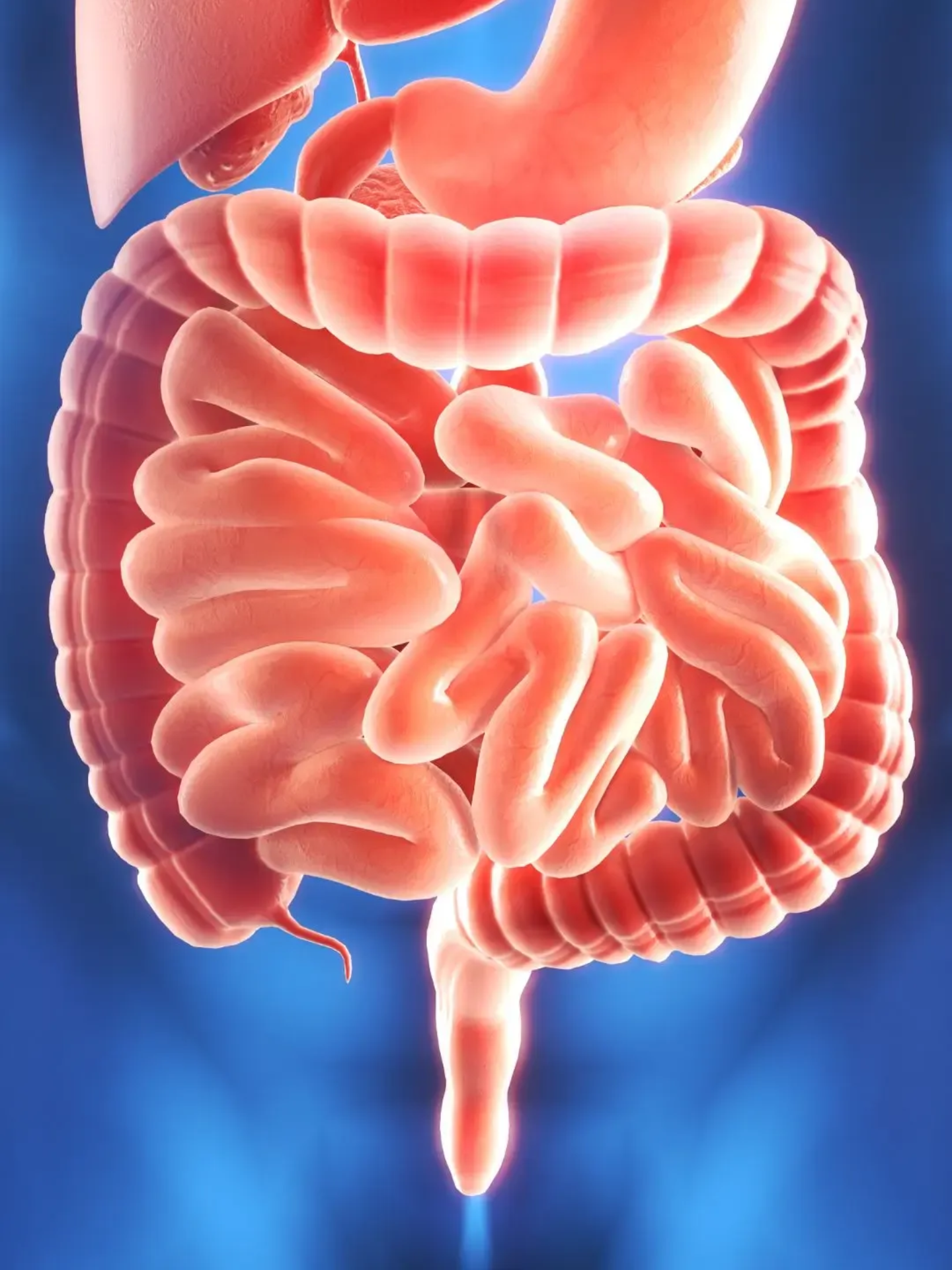 A 3D medical illustration of the human digestive system, showing the stomach, small intestine, and large intestine.