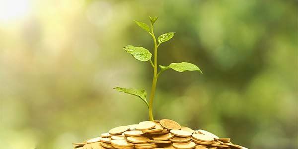 Green shoot growing out of coins