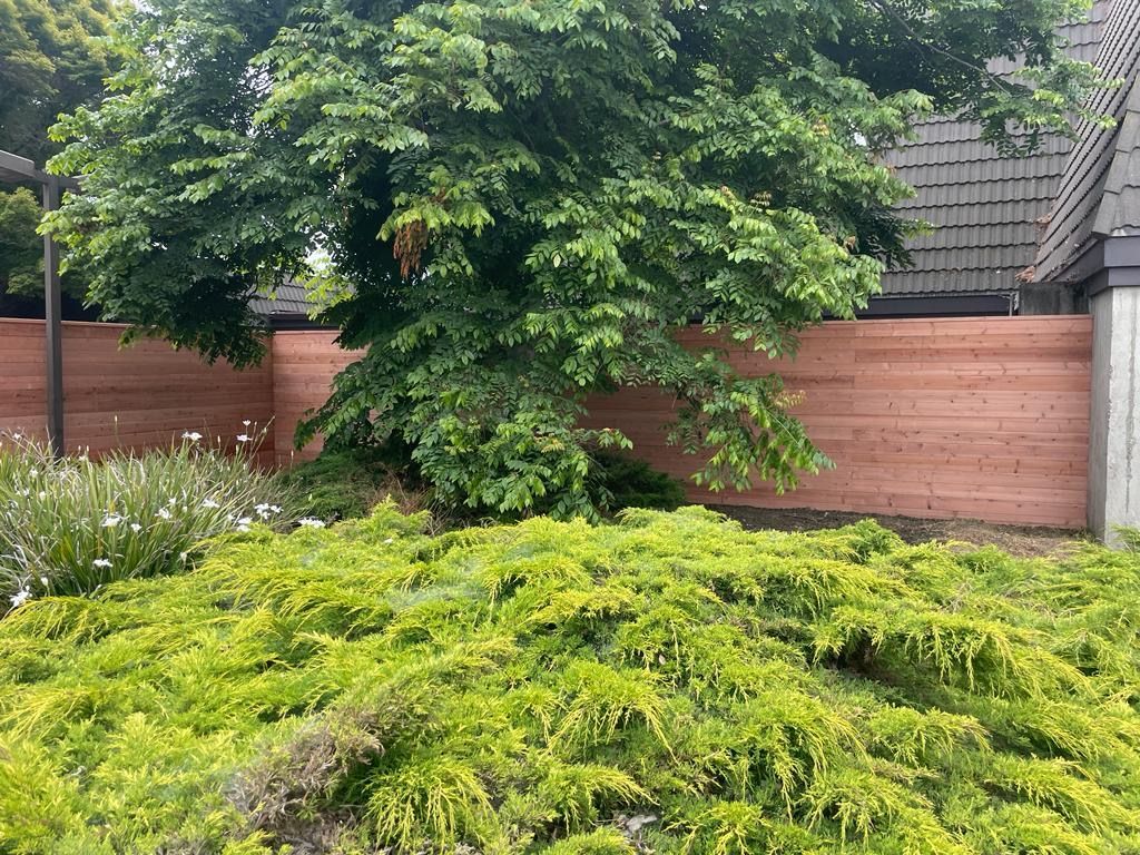 A large green tree stands behind a horizontal, light-colored wooden fence, with low-lying yellow-green shrubs in front.