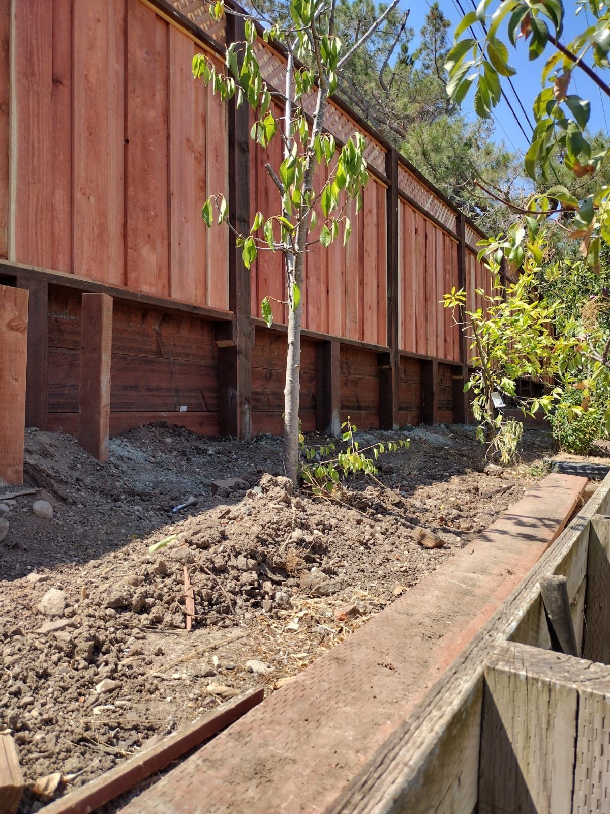 Wooden fence along a dirt path with a small tree growing in front.