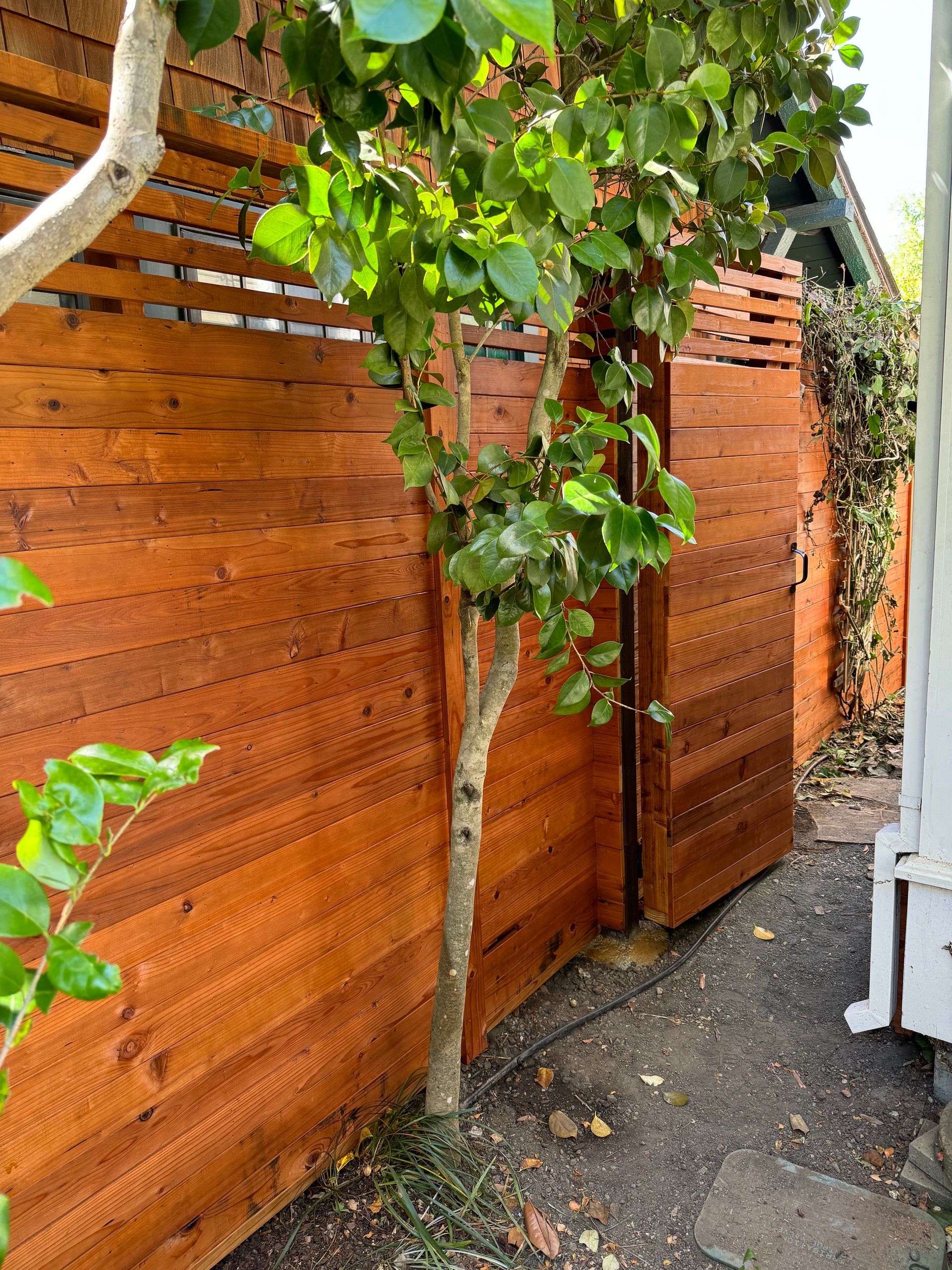 Wooden fence with gate, tree in foreground, light-colored house trim visible, green leaves.