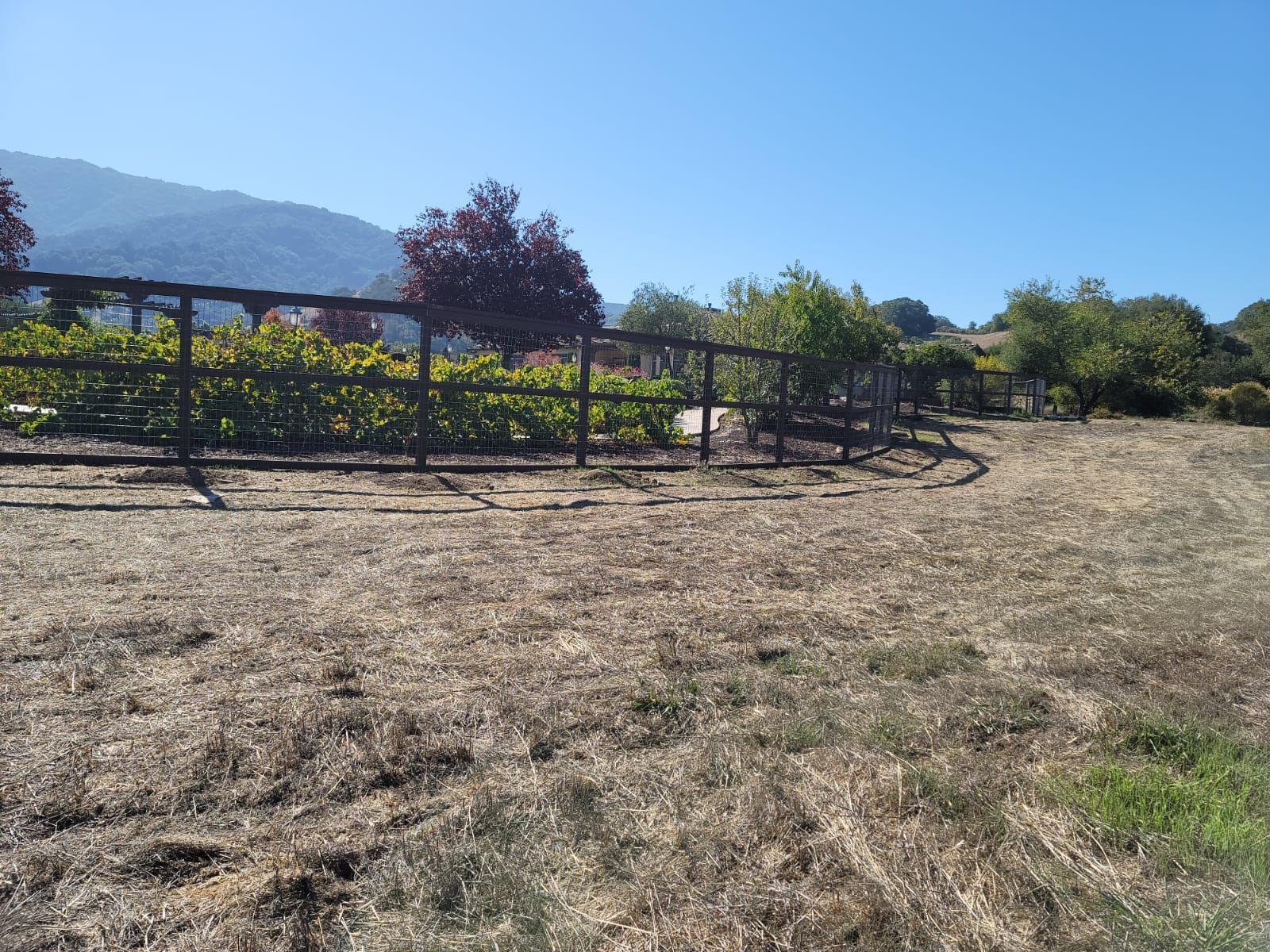 Wooden fence bordering a dry, grassy field with a vineyard in the background under a blue sky.