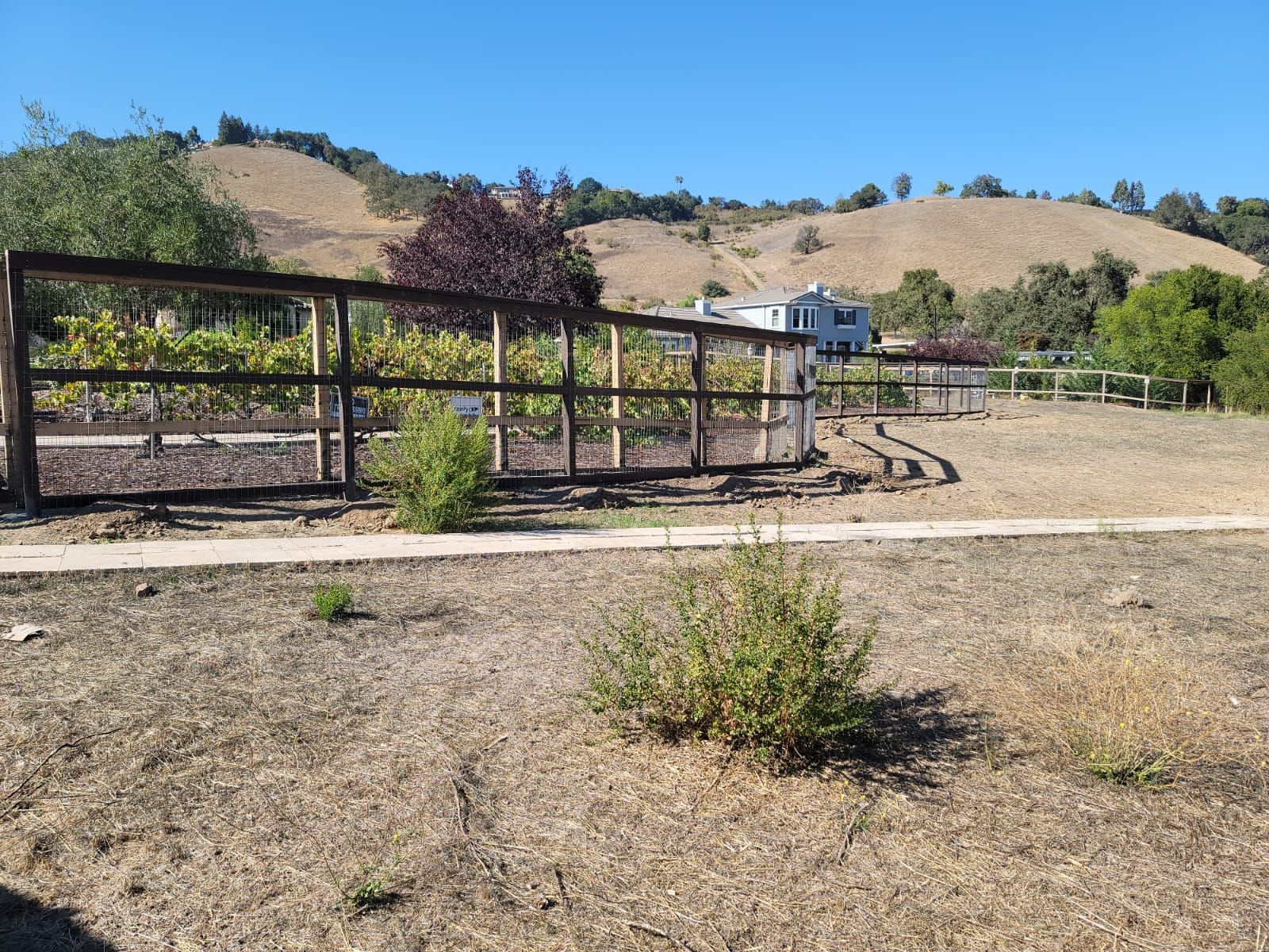 A fenced-in vineyard with a house in the background, set against a backdrop of rolling hills under a blue sky.