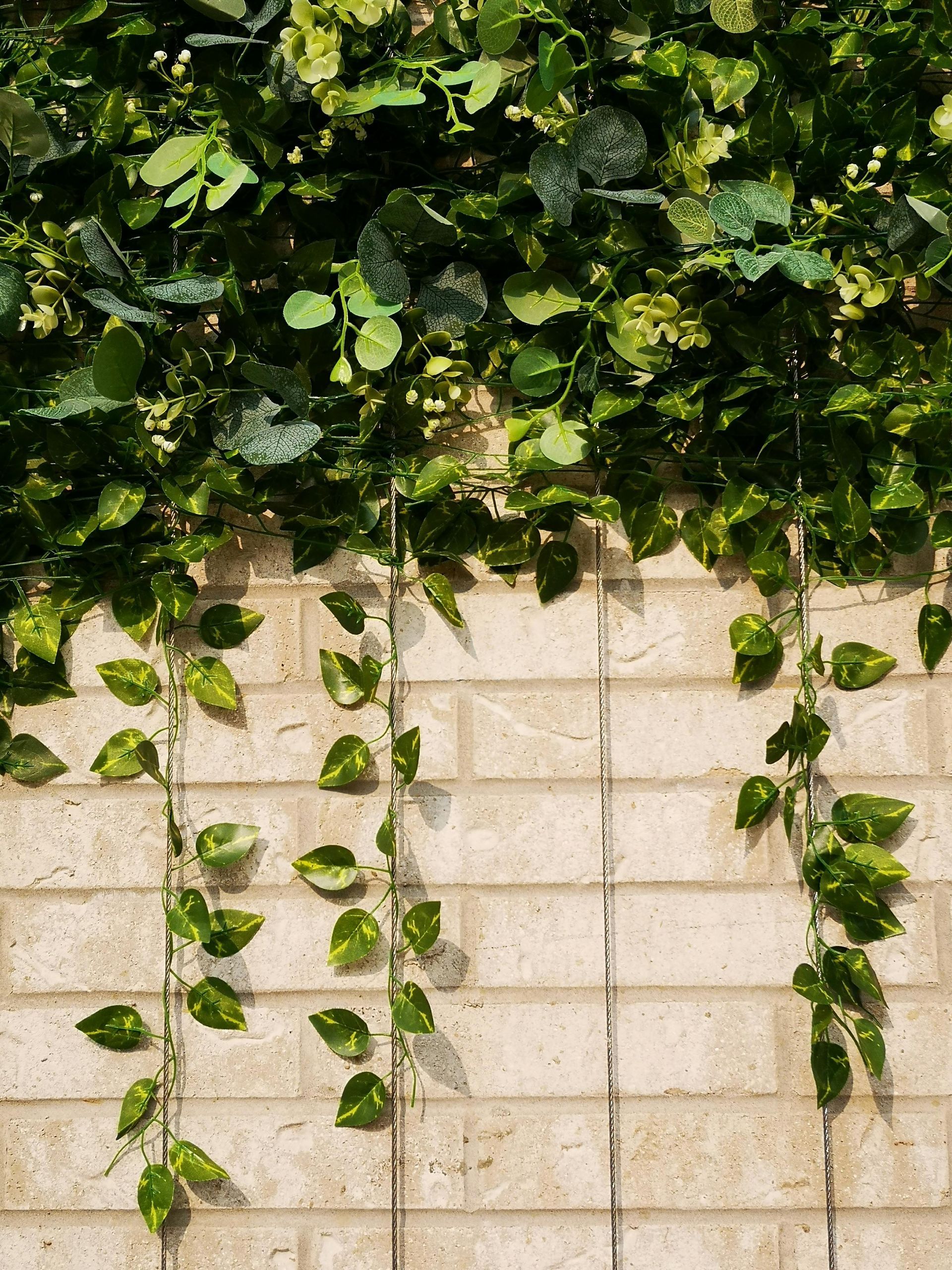 Green vines cascading down a beige brick wall.