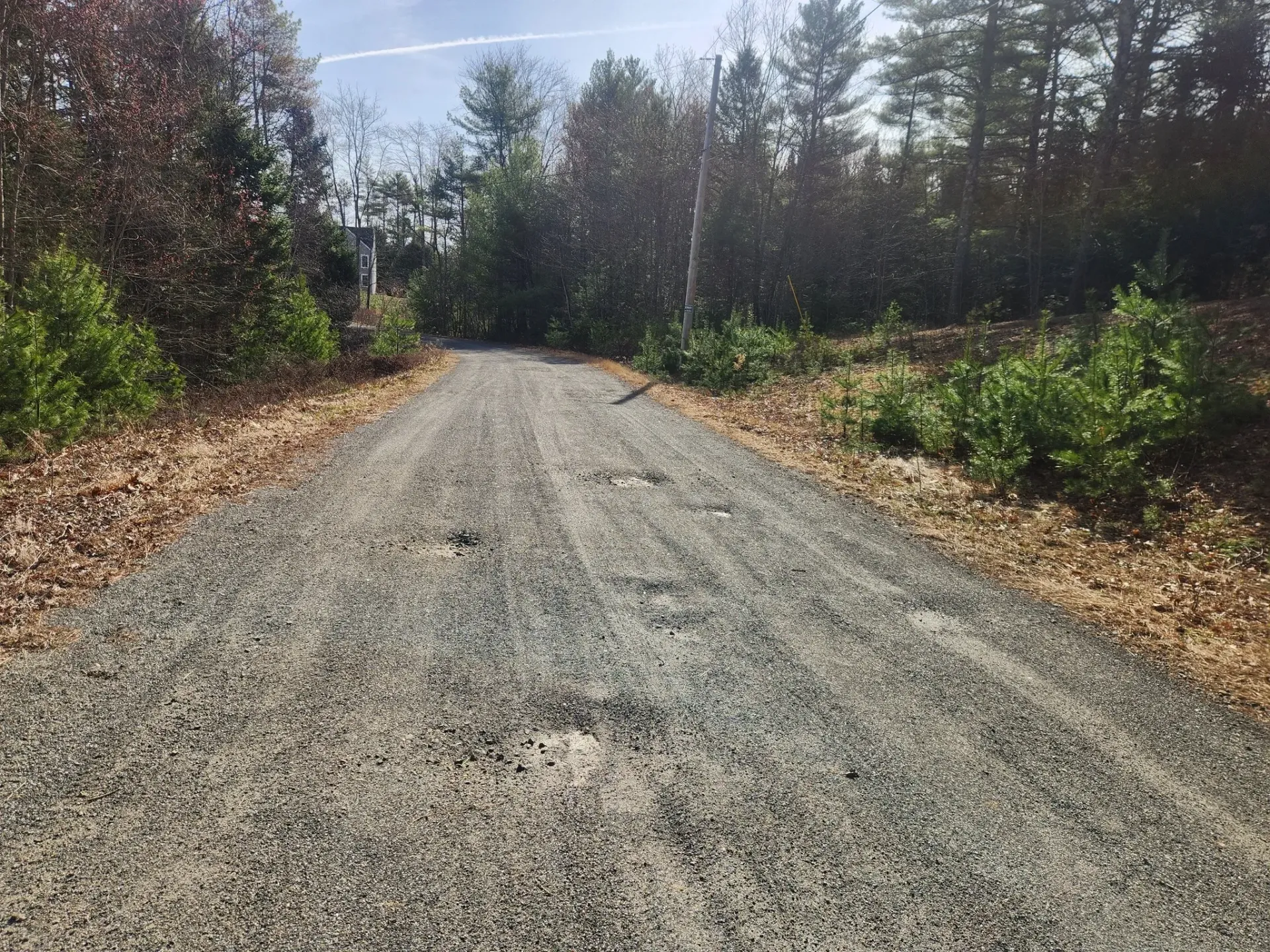 Gravel driveway through a wooded area. Sunlight on trees and ground.