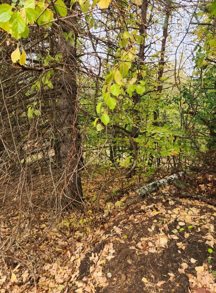 Forest scene: trees with green and yellow leaves, brown ground with fallen leaves, partially visible log.
