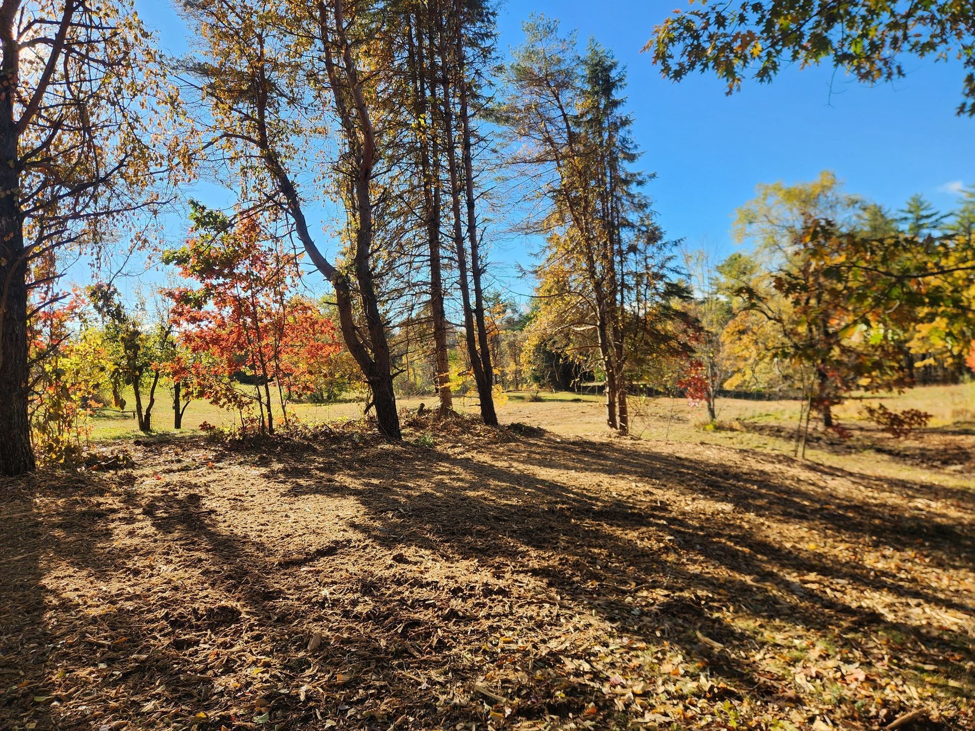 Sunlit autumn scene with trees casting long shadows on fallen leaves under a blue sky.