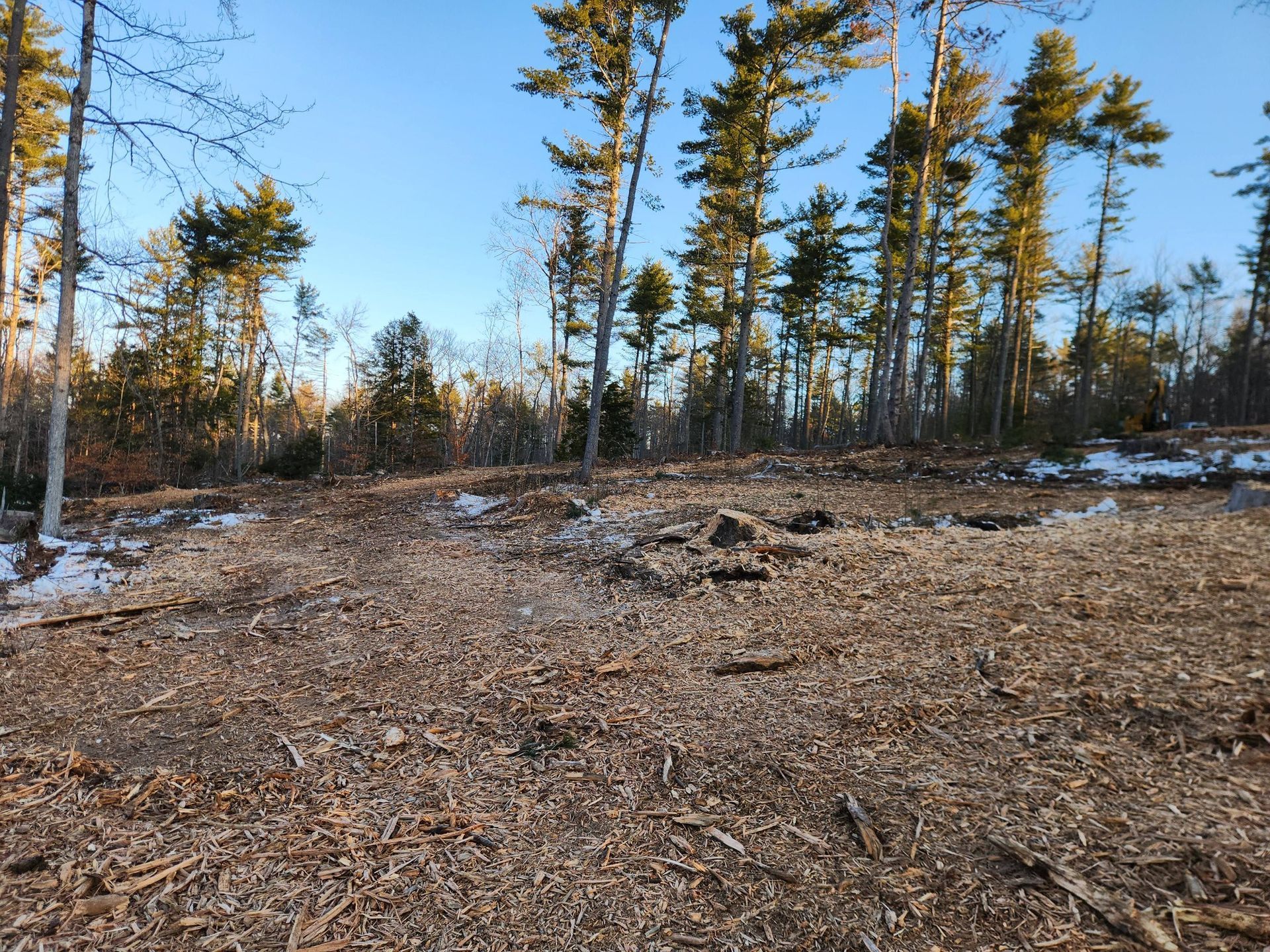 A clearing in a forest floor covered in wood chips, with pine trees in the background under a clear blue sky.