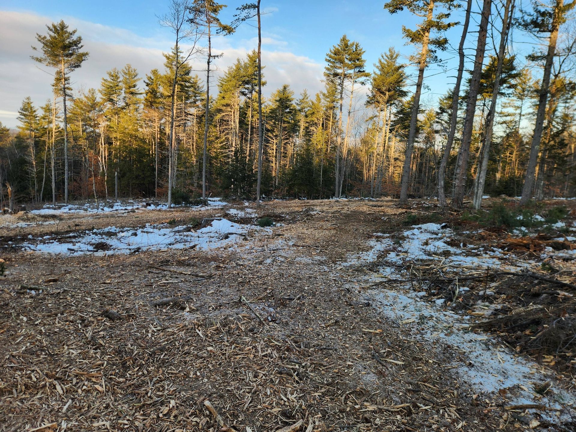 A clearing covered in wood chips and patches of snow, backed by a forest of pine trees under a clear blue sky.