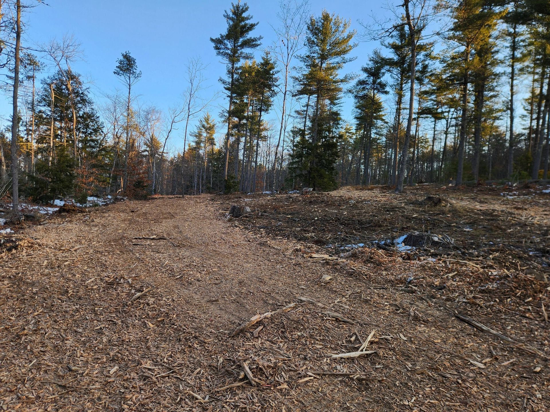 A forest clearing covered in wood chips and fallen leaves under a clear blue sky, with pine trees in the background.