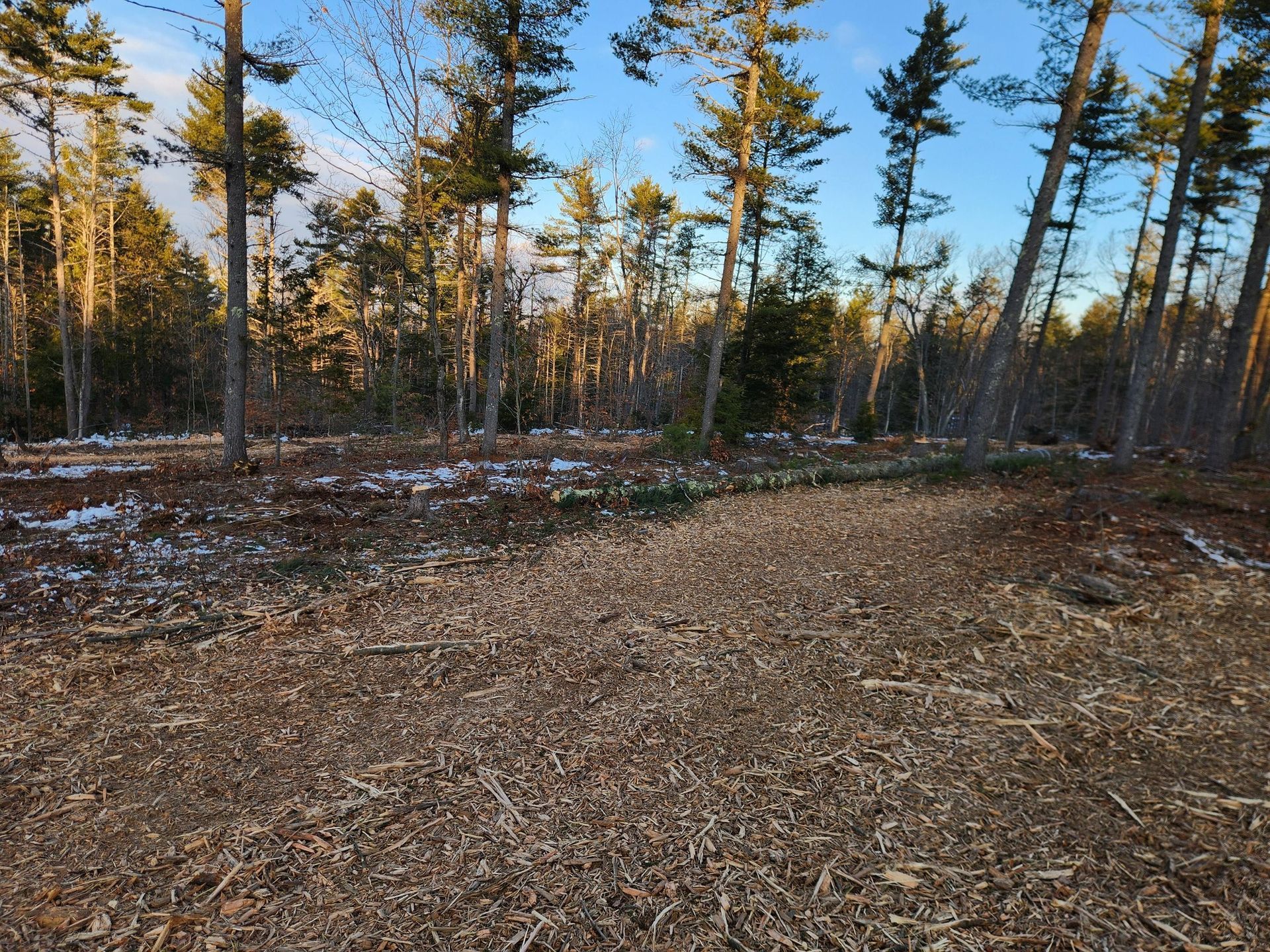 Wood chips cover the ground in a clearing at the edge of a pine forest under a clear blue sky.