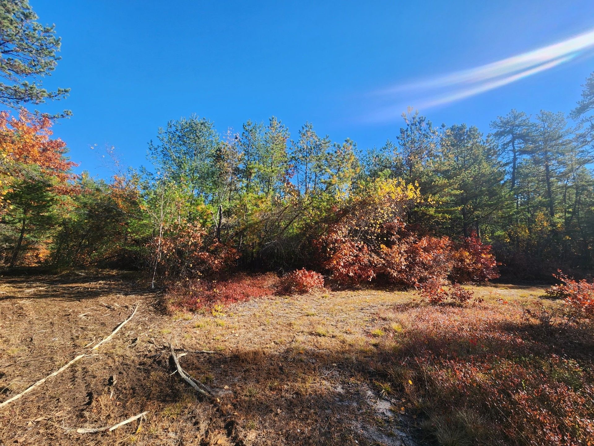 Forest scene with autumn foliage under a bright blue sky.