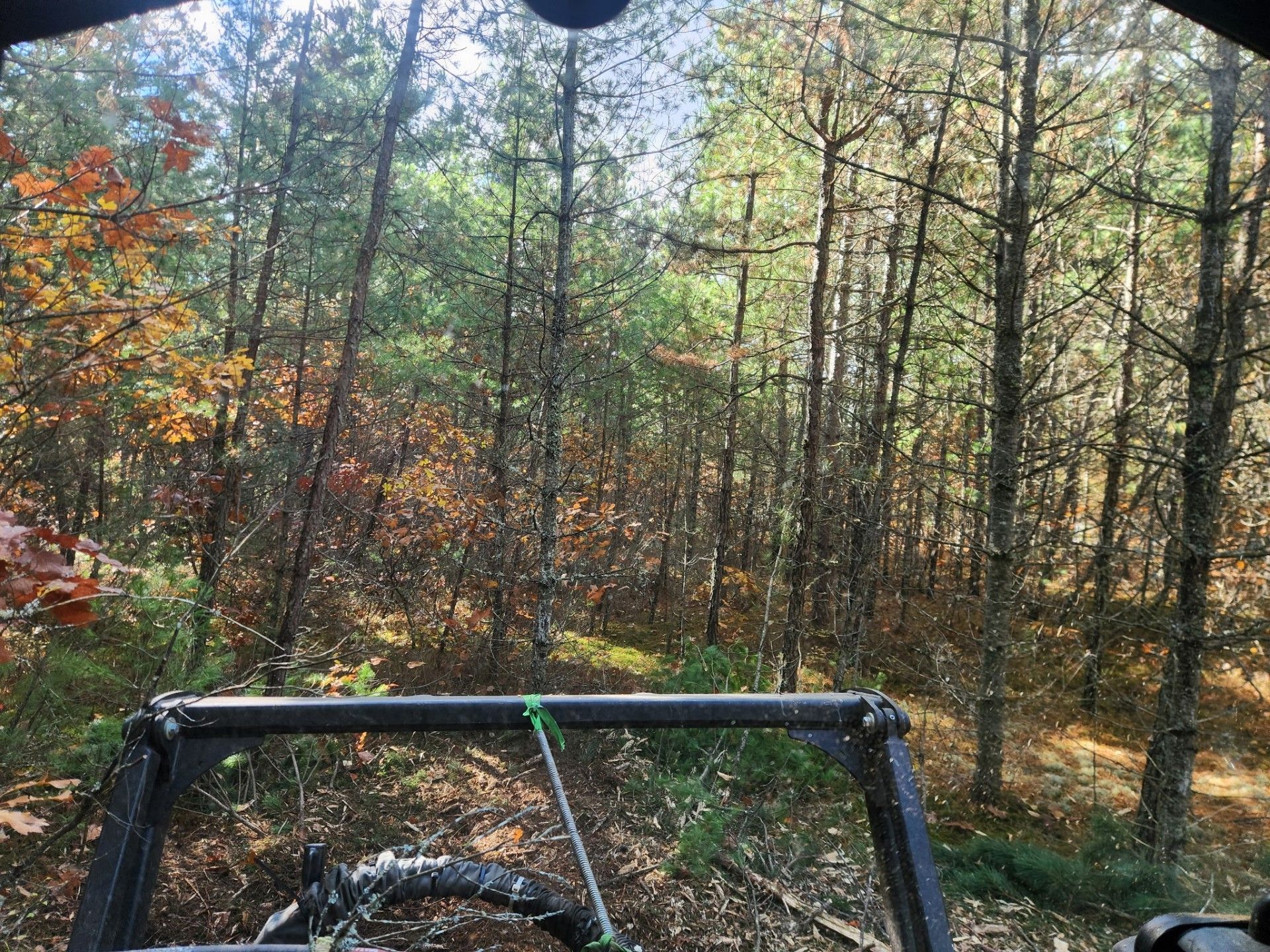View from vehicle through forest, trees, and foliage. Sunlight shines.