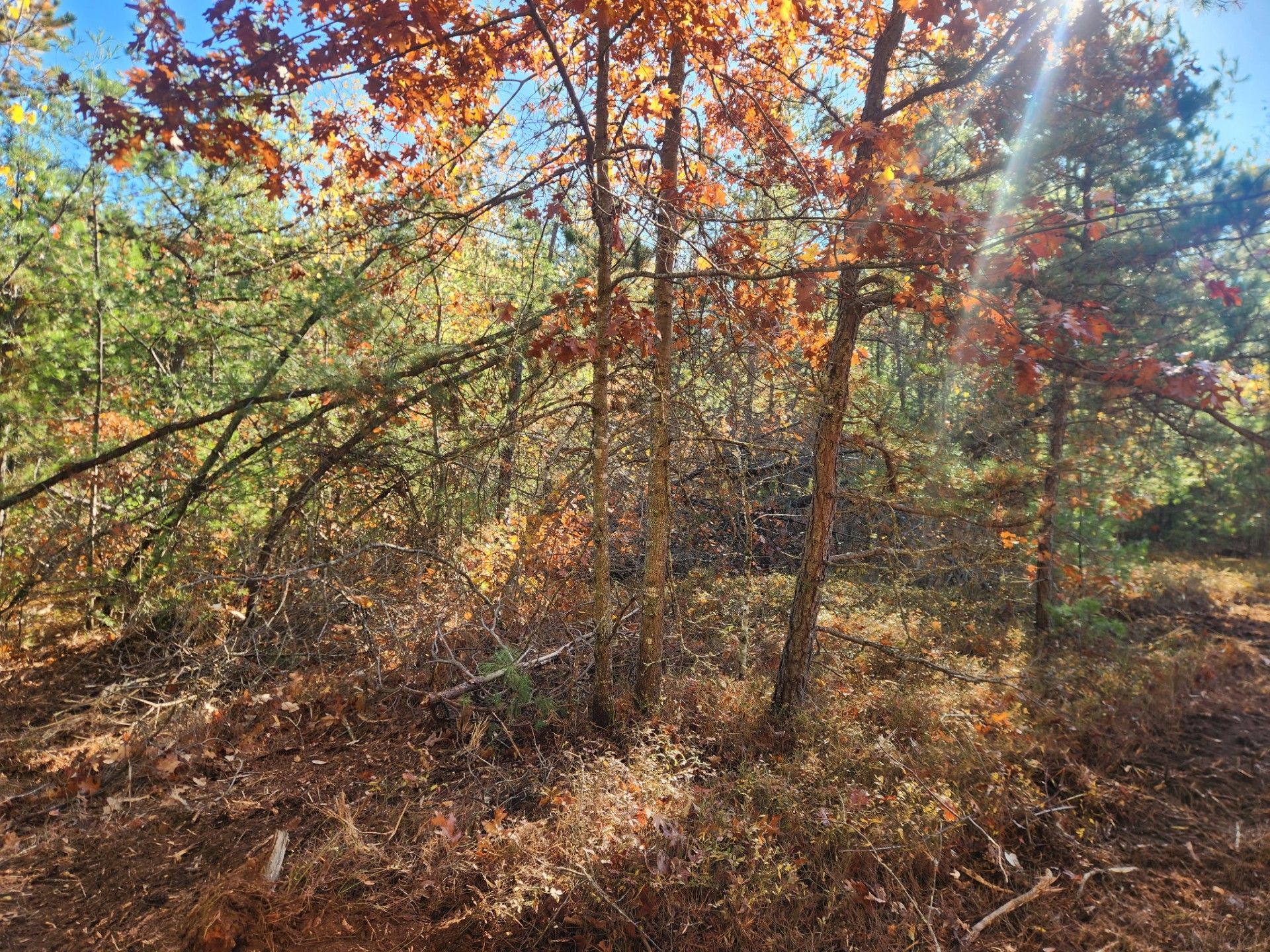 Autumnal forest scene with orange and green trees, sunlight filtering through.