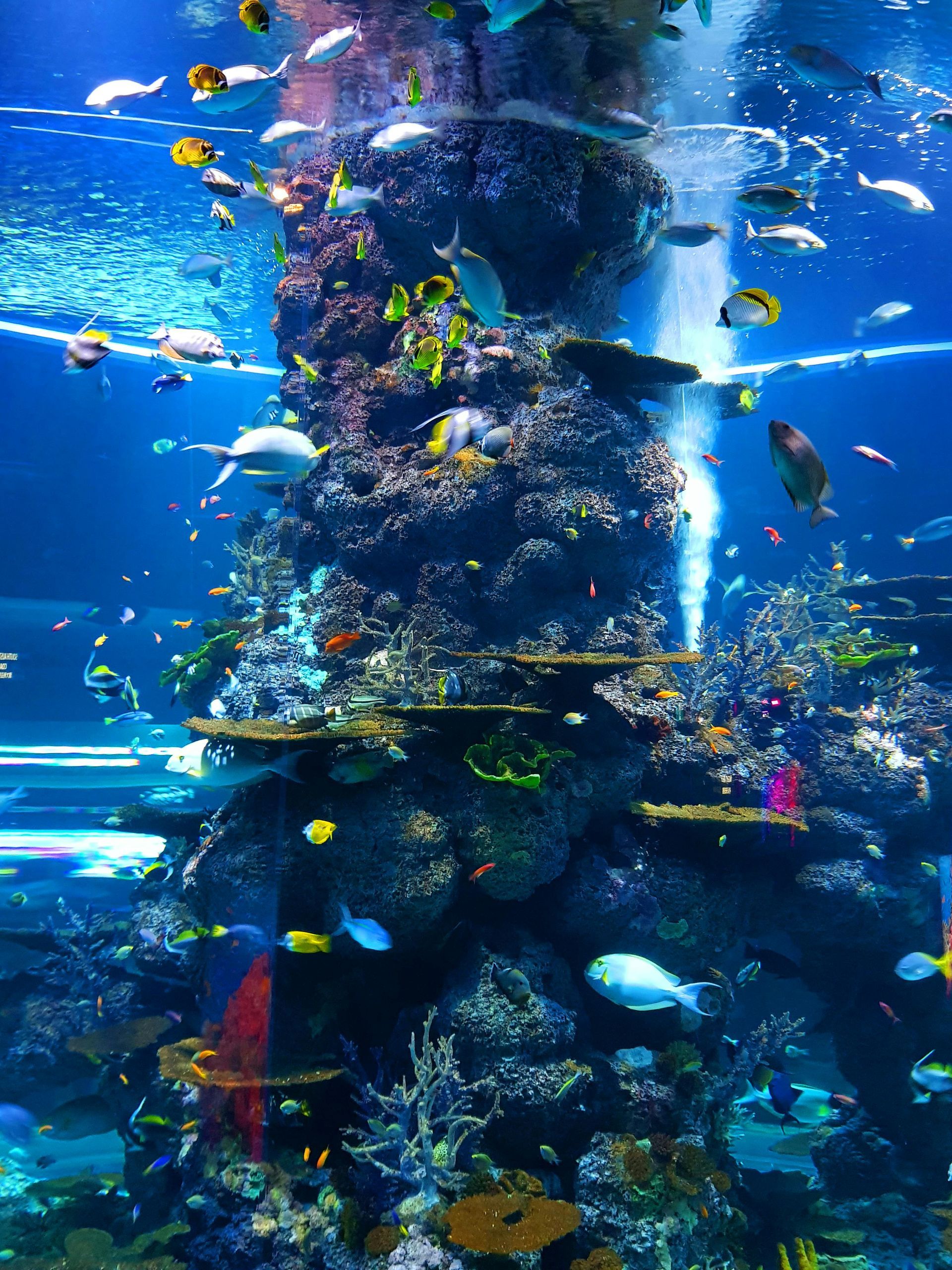 Colorful fish swim around a large coral reef in a blue aquarium.